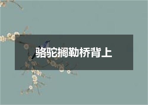 骆驼搁勒桥背上