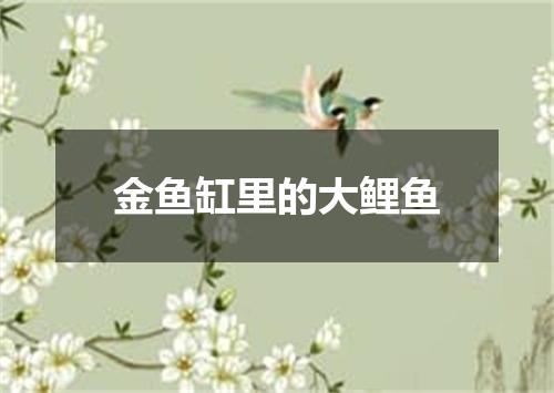 金鱼缸里的大鲤鱼
