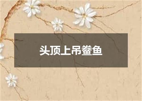 头顶上吊鲞鱼