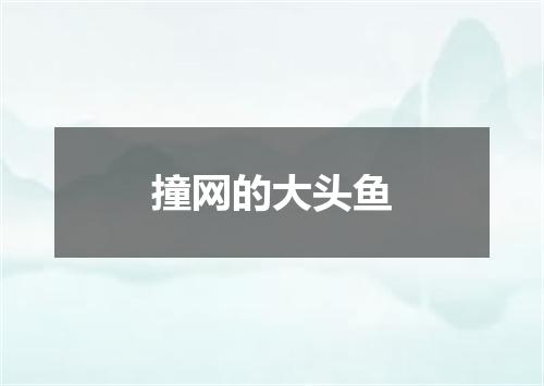 撞网的大头鱼
