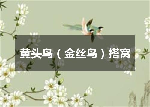 黄头鸟（金丝鸟）搭窝