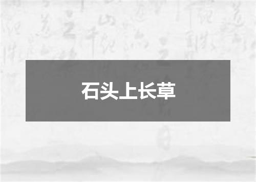 石头上长草