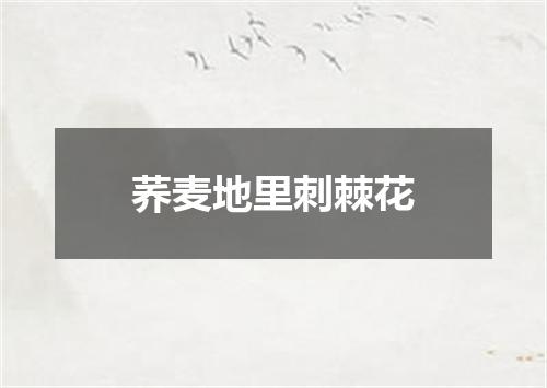 荞麦地里刺棘花