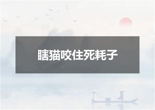 瞎猫咬住死耗子