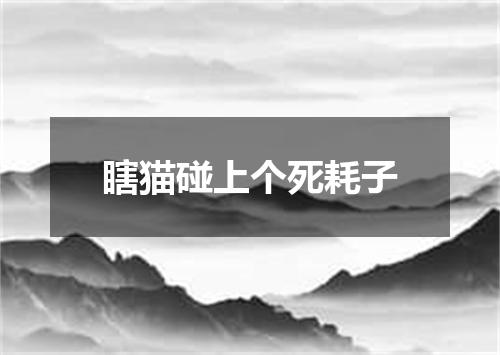 瞎猫碰上个死耗子