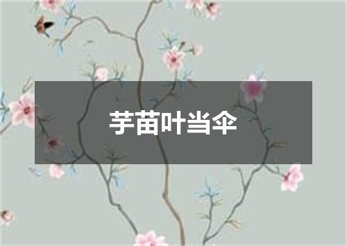 芋苗叶当伞