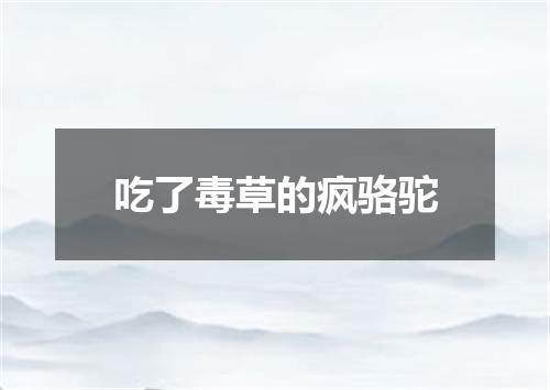 吃了毒草的疯骆驼