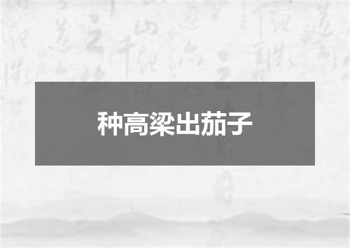 种高梁出茄子