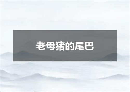 老母猪的尾巴