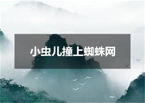 小虫儿撞上蜘蛛网