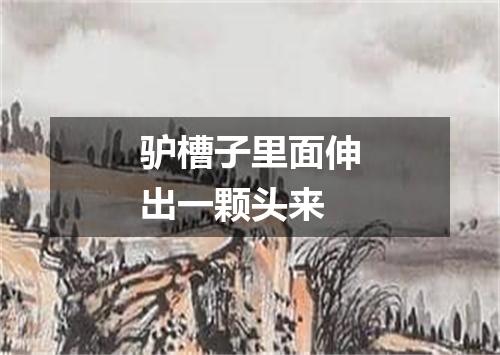 驴槽子里面伸出一颗头来