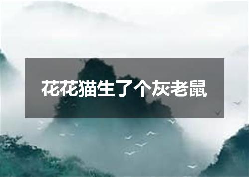 花花猫生了个灰老鼠