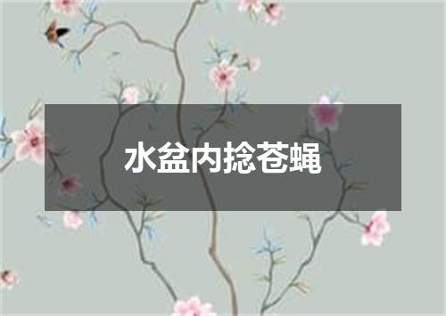 水盆内捻苍蝇