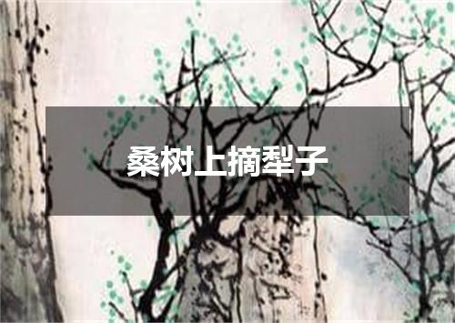 桑树上摘犁子