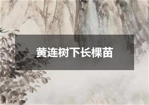 黄连树下长棵苗