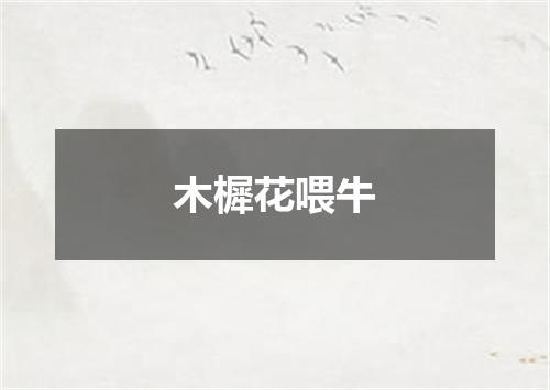 木樨花喂牛