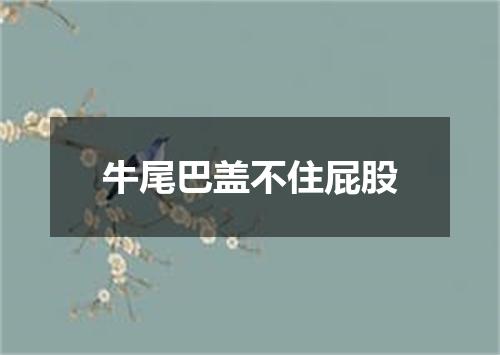 牛尾巴盖不住屁股