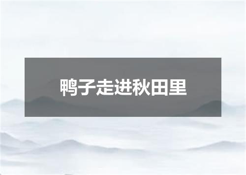 鸭子走进秋田里