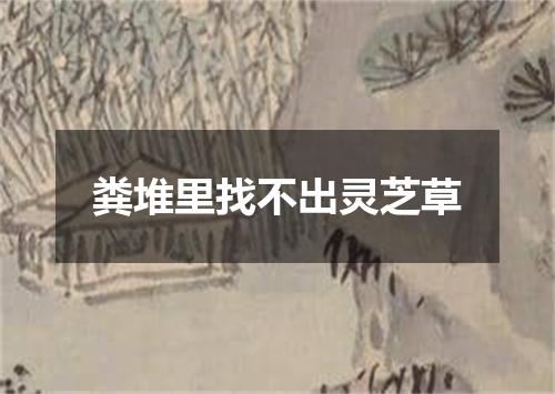 粪堆里找不出灵芝草