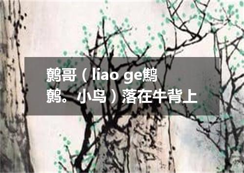 鹩哥（liao ge鹪鹩。小鸟）落在牛背上