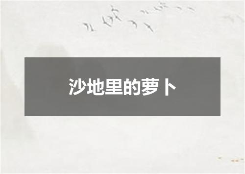 沙地里的萝卜