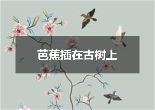 芭蕉插在古树上