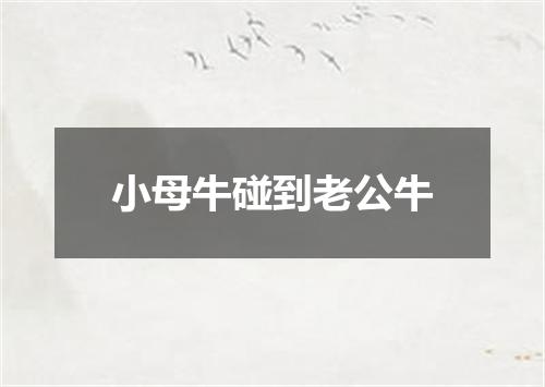 小母牛碰到老公牛