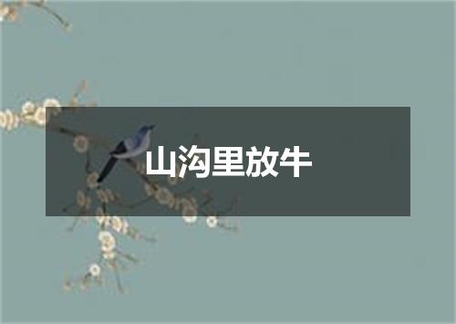 山沟里放牛