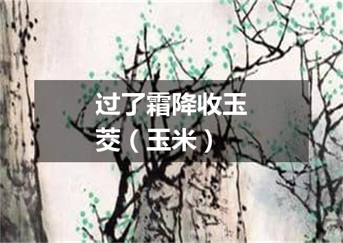 过了霜降收玉茭（玉米）