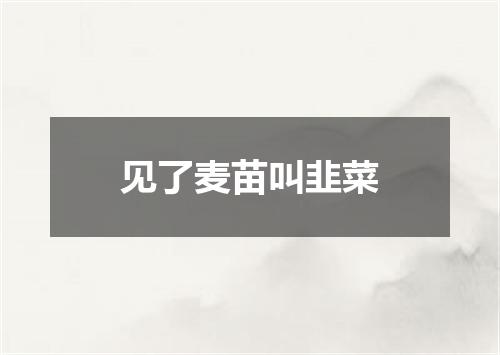 见了麦苗叫韭菜