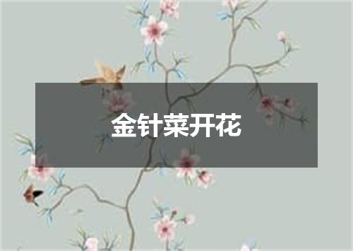 金针菜开花