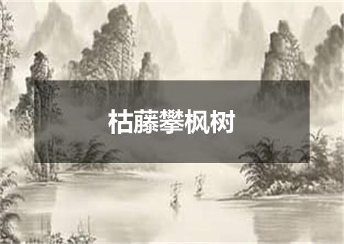 枯藤攀枫树