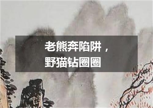 老熊奔陷阱，野猫钻圈圈
