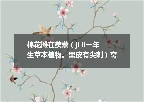棉花摊在蒺藜（ji li一年生草本植物。果皮有尖刺）窝
