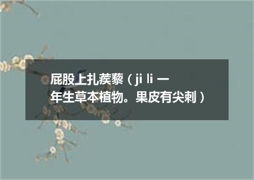 屁股上扎蒺藜（ji li 一年生草本植物。果皮有尖刺）