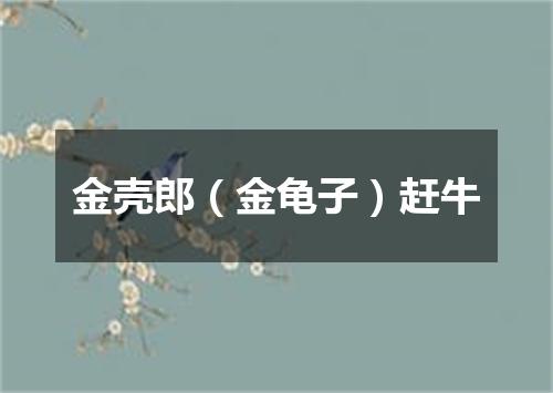金壳郎（金龟子）赶牛