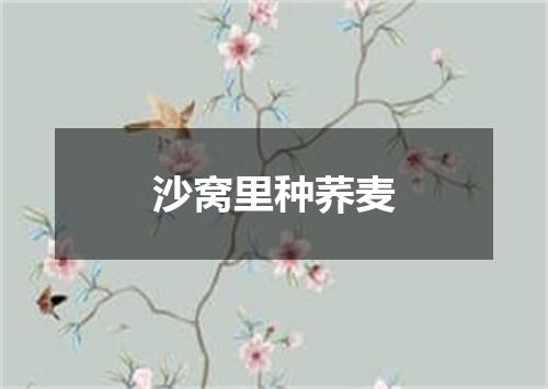 沙窝里种荞麦