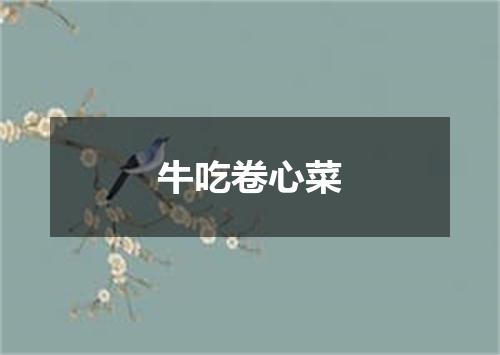 牛吃卷心菜