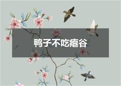 鸭子不吃瘪谷