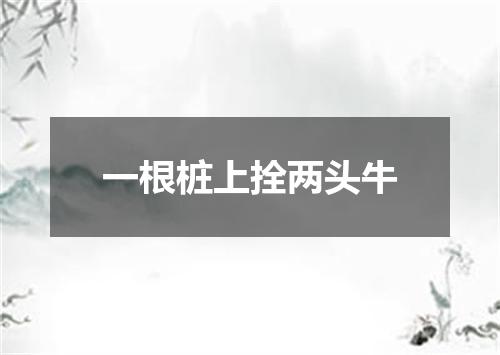 一根桩上拴两头牛