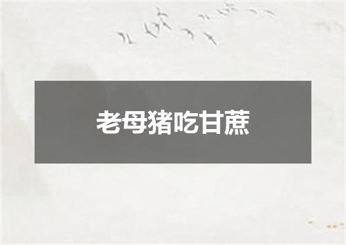 老母猪吃甘蔗