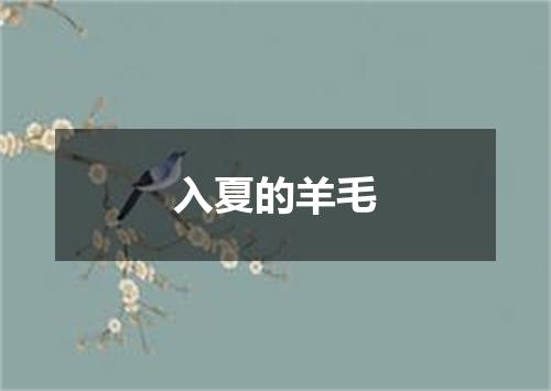 入夏的羊毛