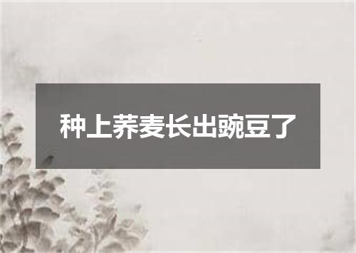 种上荞麦长出豌豆了
