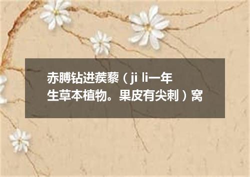 赤膊钻进蒺藜（ji li一年生草本植物。果皮有尖刺）窝