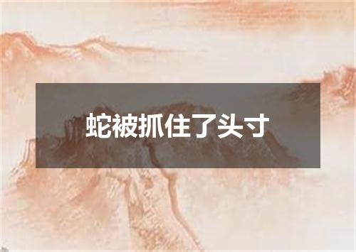 蛇被抓住了头寸