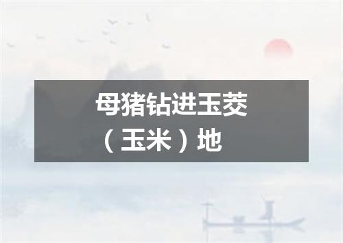 母猪钻进玉茭（玉米）地