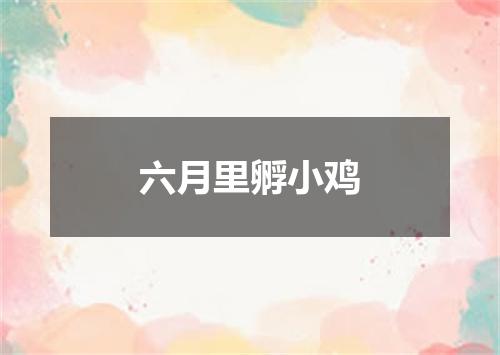 六月里孵小鸡