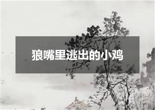 狼嘴里逃出的小鸡