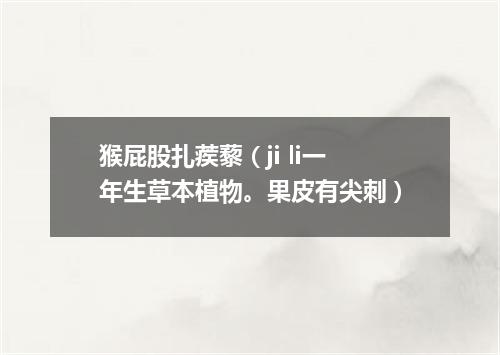猴屁股扎蒺藜（ji li一年生草本植物。果皮有尖刺）