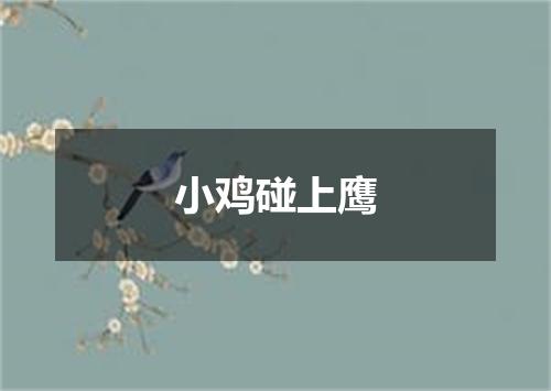 小鸡碰上鹰